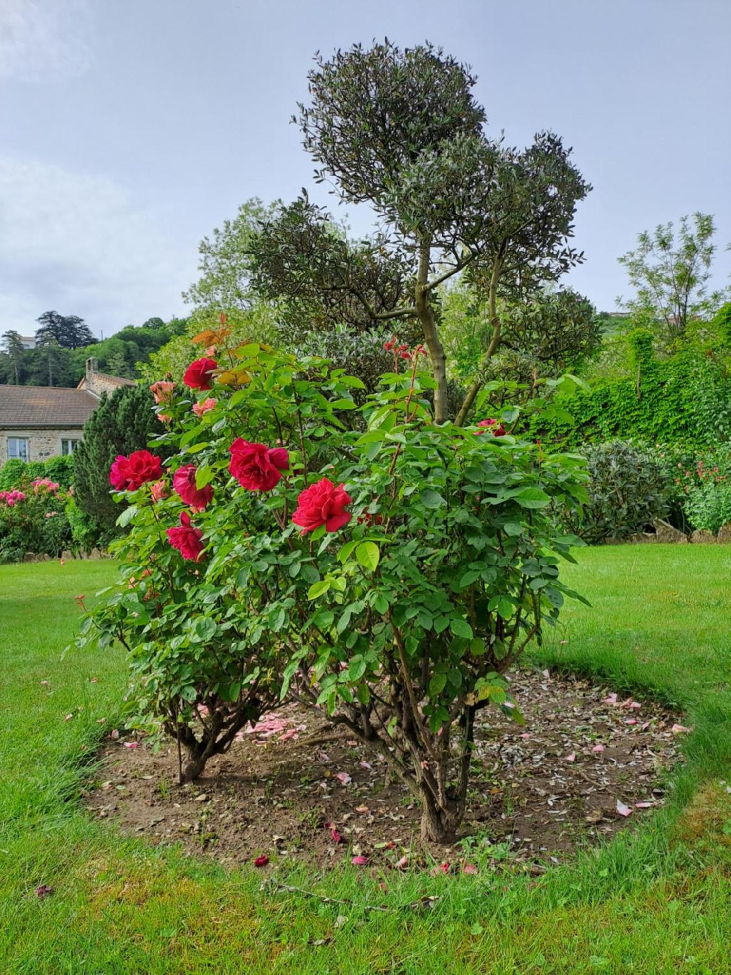 Gite 5 "Le Laurus" Aux Magnolias Aubenas Exterior photo