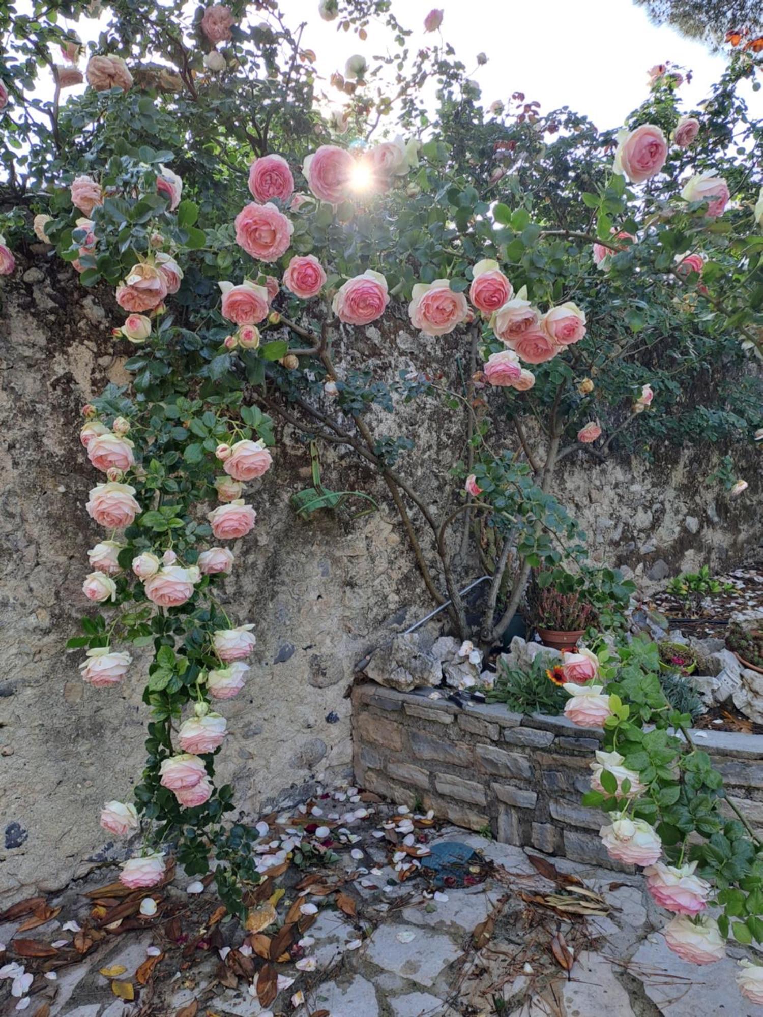 Gite 5 "Le Laurus" Aux Magnolias Aubenas Exterior photo